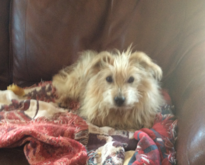 Lost Dog Older Long Haired Jack Russell Terrier In Southern Pines