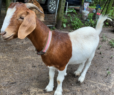 Lost Goat Brown And White Goat In Jackson Springs Foxfire Update Found Pets Thepilot Com
