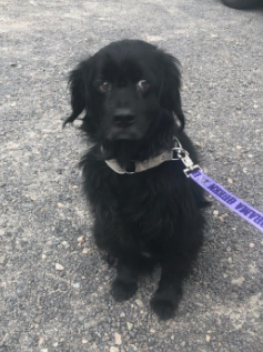 Found Dog Black Mixed Breed In Aberdeen UPDATE DOG TO BE REHOMED found-dog-black-mixed-breed-in-aberdeen-update-dog-to-be-rehomed