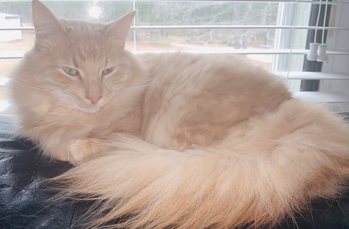 Buff orange cat discount