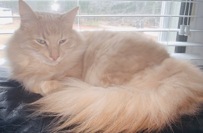 Lost Cat Longhaired Buff Orange Cat In Carthage Vass Udpate