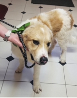 Found Dog, Great Pyrenees Mix in Carthage