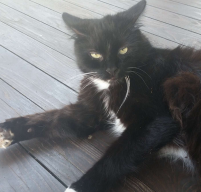 Lost Cat Medium Haired Black And White Tuxedo Cat In Whispering
