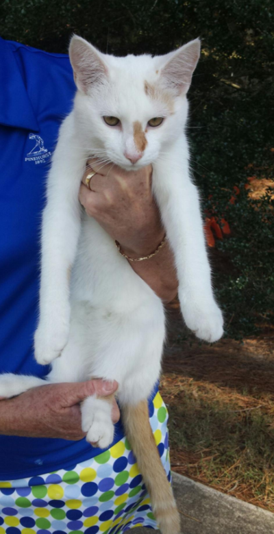Found Cat White And Light Brown Cat In Pinehurst Pets