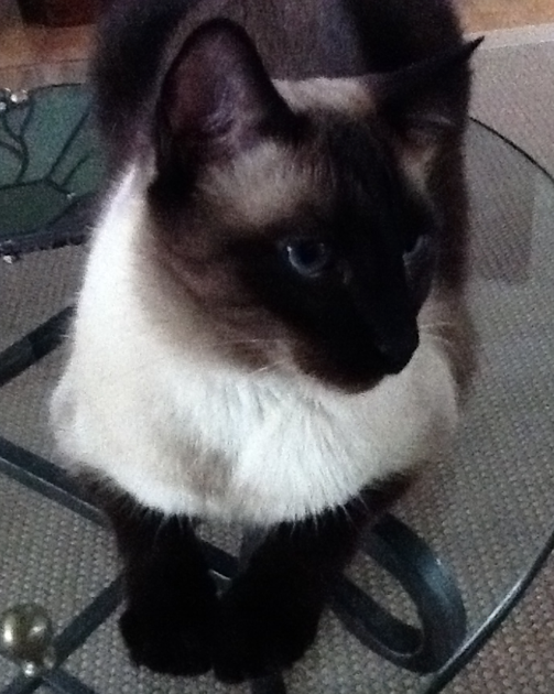 Lost Cat Siamese Cat in Pinehurst No 6 community Lost Cat Siamese Cat in Pinehurst No 6 community