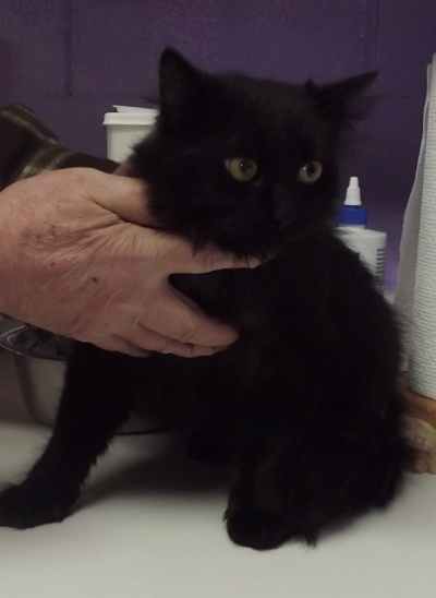Found Cat Black Male Cat In Warrior Woods Pets Thepilot Com