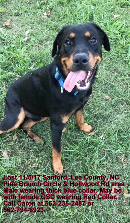 Lost Dog, Rottweiler in Sanford UPDATE: FOUND | Pets | thepilot.com