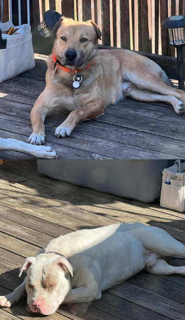 Found Dogs West End