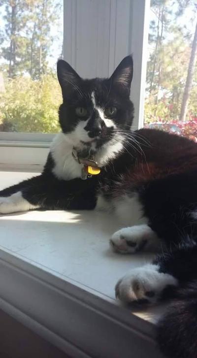 Lost Cat Emily An 18 Year Old Black And White Cat In Village