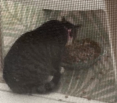 Found Cat Gray Brown Tabby With White Markings In Pinehurst Pets Thepilot Com