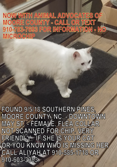 Found Cat White Persian Cat In Downtown Southern Pines Pets