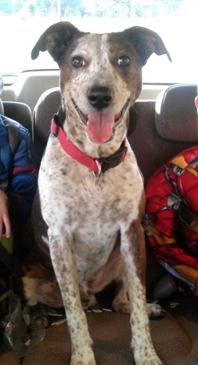Lost Dog Brown And White Heeler Mix In Hamlet Reward