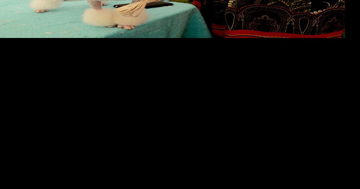 Dogs Converge on Pinehurst to Complete in Kennel Club Show Features