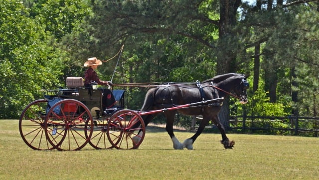 Carriage Classic in the Pines | Multimedia | thepilot.com