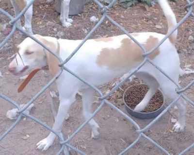 White walker dog clearance