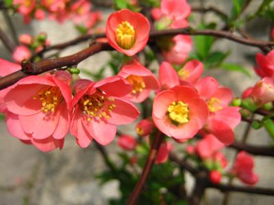 Some Trees And Shrubs Can Be Planted In Winter Features Thepilot Com