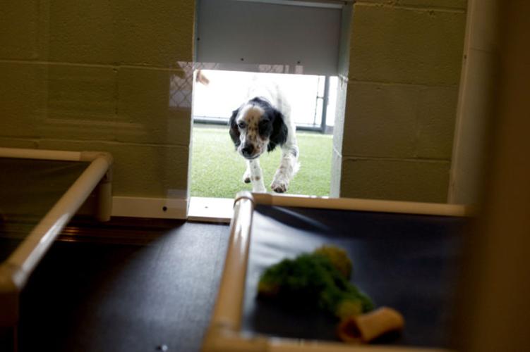 It's a Dog's Life News