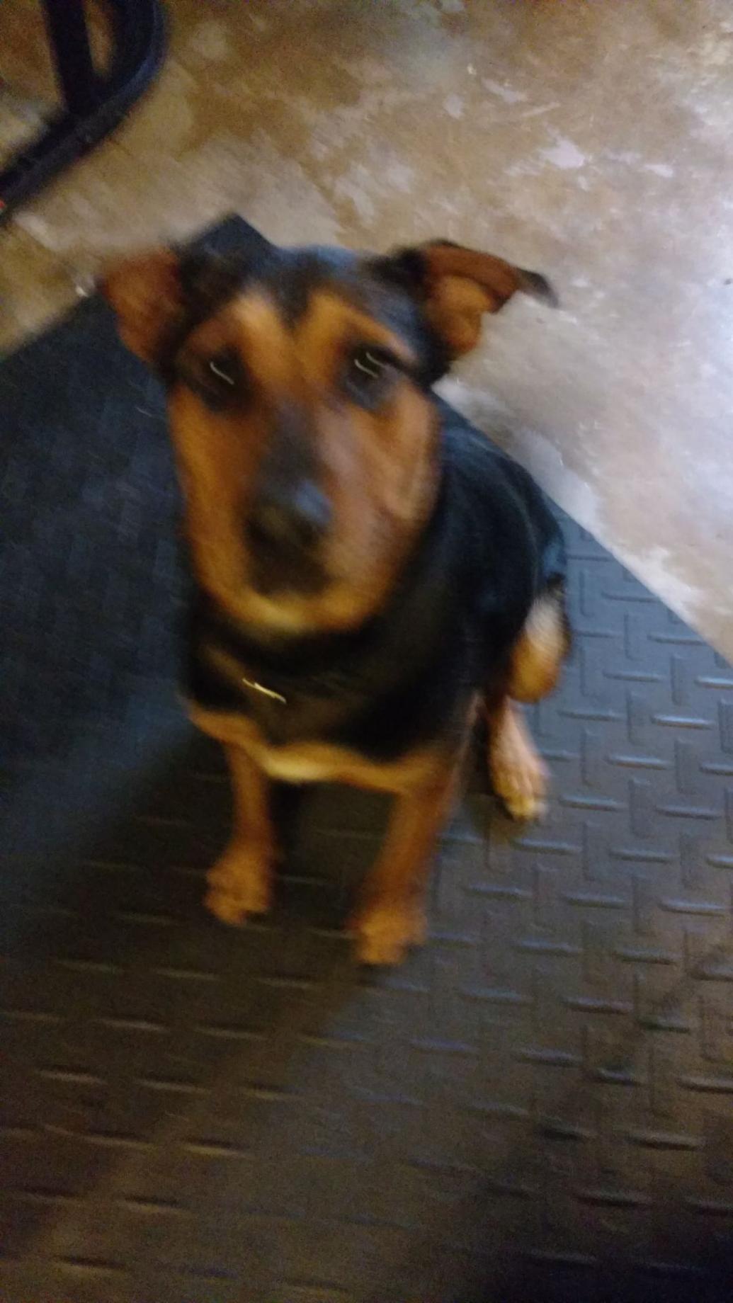 Found Dog, Black and Brown Mix Hound in Southern Pines Pets