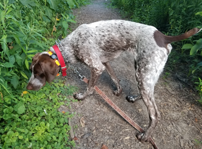 Lost german shorthaired hotsell pointer