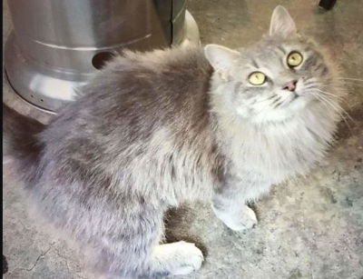 Lost Cat, Gray Long-Haired Tabby Cat in Seven Lakes West UPDATE: FOUND |  Pets 
