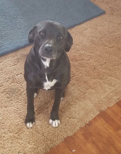 Lost Dog, Black and White Bulldog Boxer Mix in Cameron UPDATE: FOUND ...