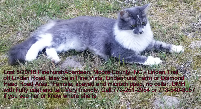Lost Cat Grey And White Cat In Pinehurst Pets Thepilot Com