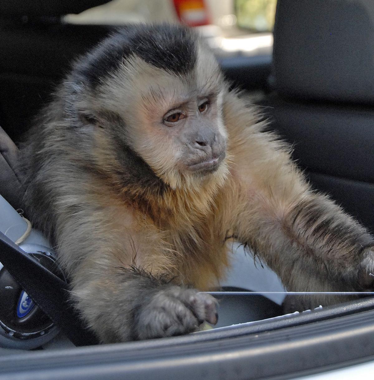 Owners Vow Legal Fight to Keep Pet Monkey News