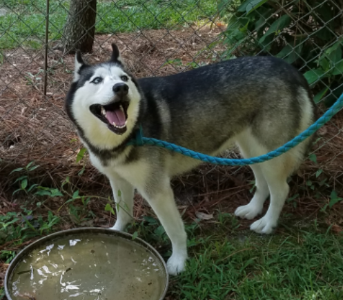 are huskies good farm dogs