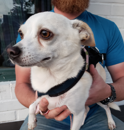 southern found thepilot pines dog sms whatsapp email