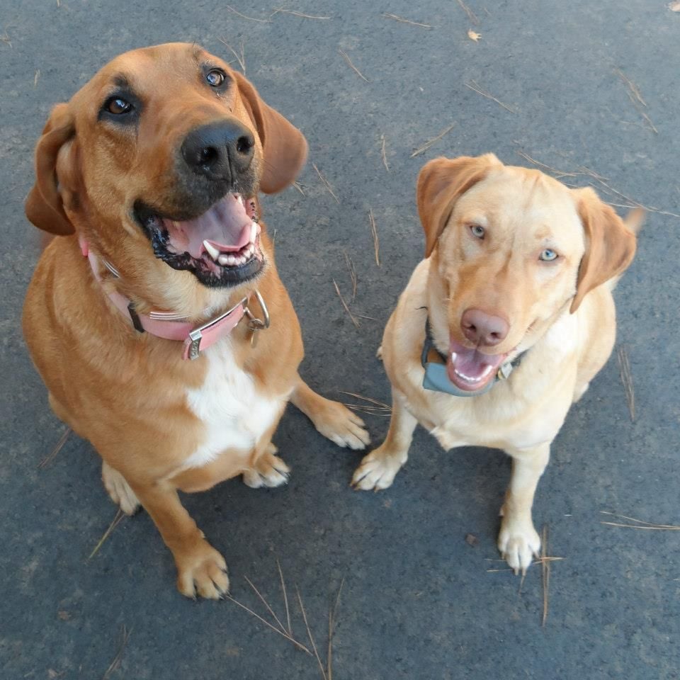 bloodhound and lab mix