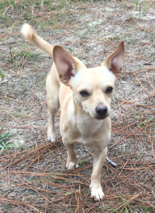 Found Dog, Tan Chihuahua in Vass | Pets 