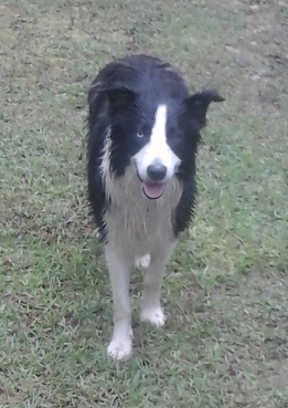 Found Dog Southern PInes
