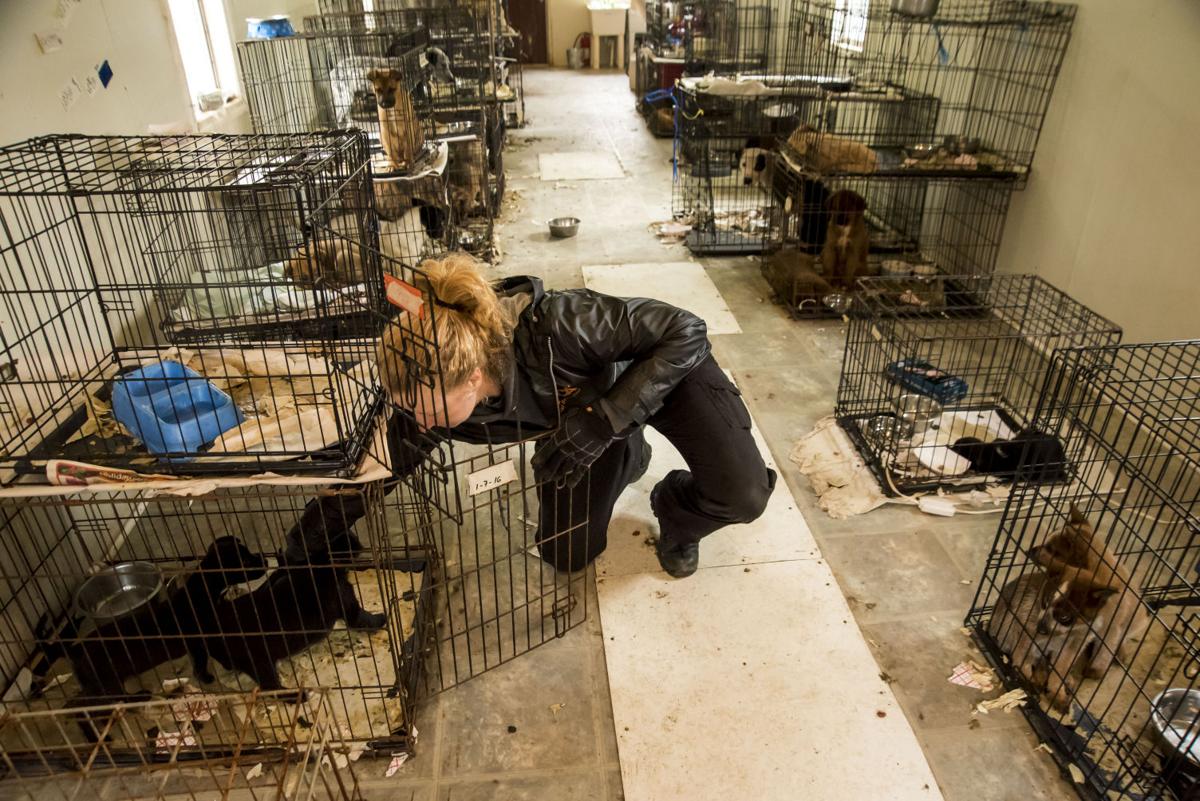 Local Attorney To Represent Owners Of Unlicensed Animal Shelter News Thepilot Com