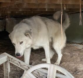 Found sales white husky