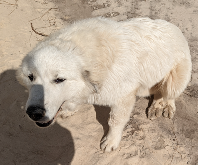 Great pyrenees lost and outlet found