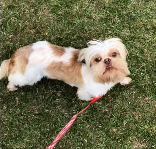 Lost shih hot sale tzu