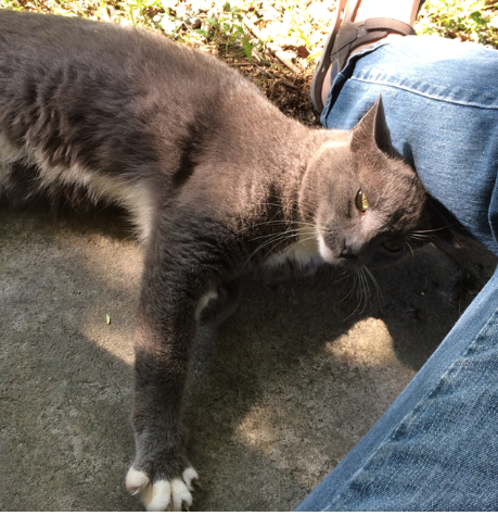 Lost Cat Gray And White Tuxedo Cat In Carthage Urgent Needs Medical Attention Pets Thepilot Com