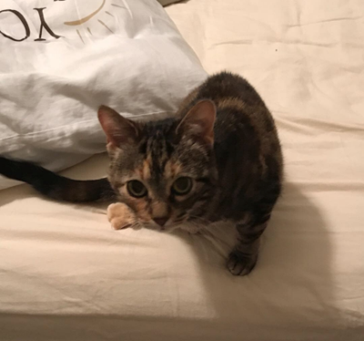 Lost Cat Tortoiseshell Tabby Cat In West End Pets Thepilot Com,Melting Chocolate Chips For Molds