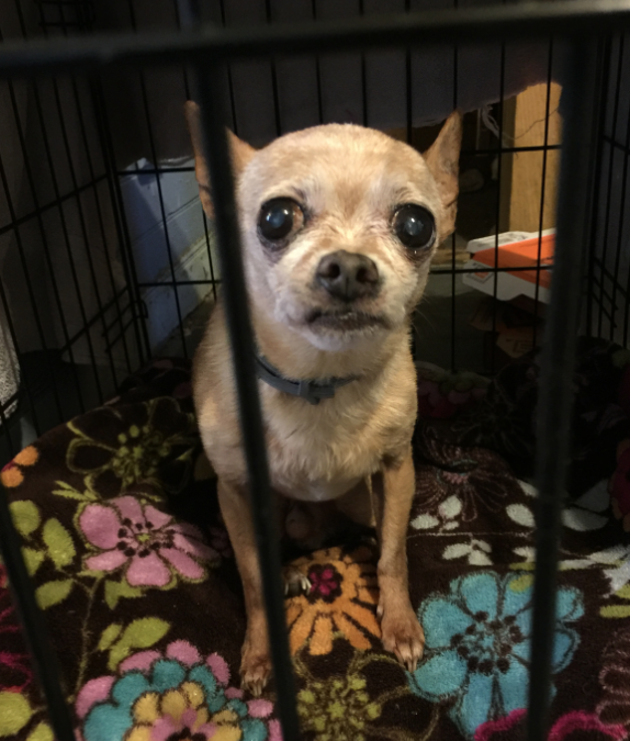 found chihuahua