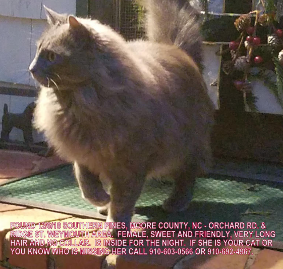 Found Cat Silver Grey Long Haired Cat In Southern Pines Weymouth