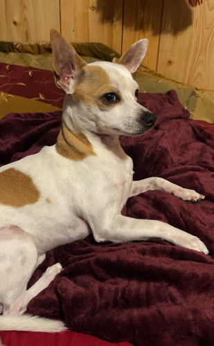 Lost Dog Tan and White Chihuahua in Jackson Springs UPDATE FOUND