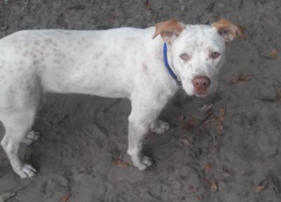 Found Dog White W Brown Spots In Southern Pines Pets Thepilot Com