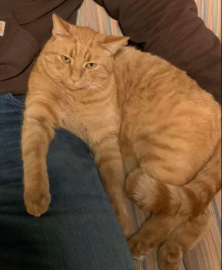 full grown orange tabby cat