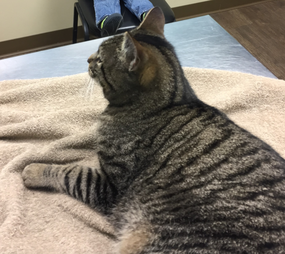 black and tan tabby cat