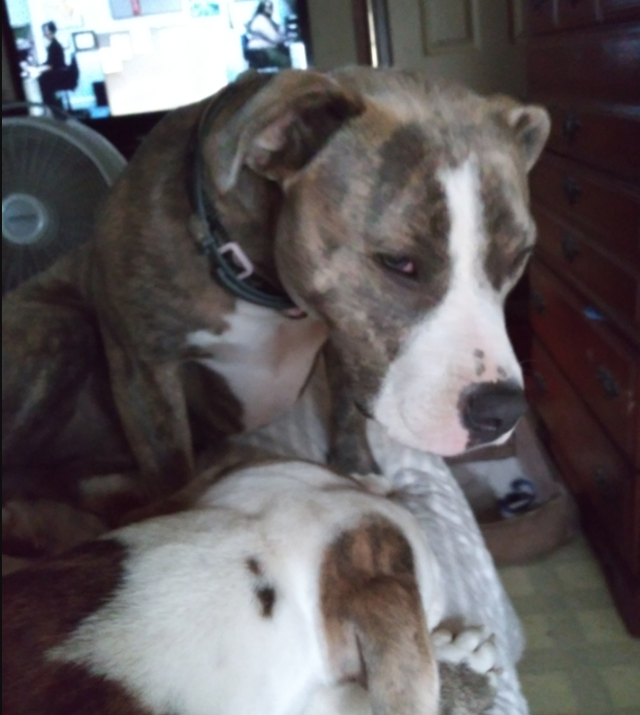Lost Dog Brindle Pitbull in Robbins UPDATE FOUND Pets thepilot com