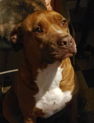 Lost Dog, Red and White Pitbull in UPDATE: FOUND | Pets | thepilot.com