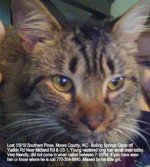 Lost Cat Friendly Long Haired Brown Grey Tabby In Southern Pines