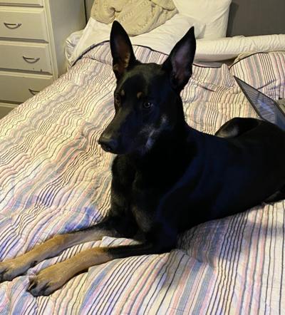 Download Lost Dog, Mostly Black German Shepherd in Pinehurst ...