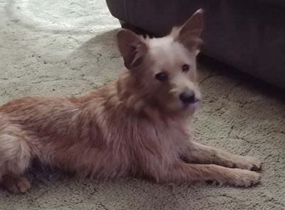 Lost Dog Blonde Wire haired Terrier in Cameron Pets thepilot