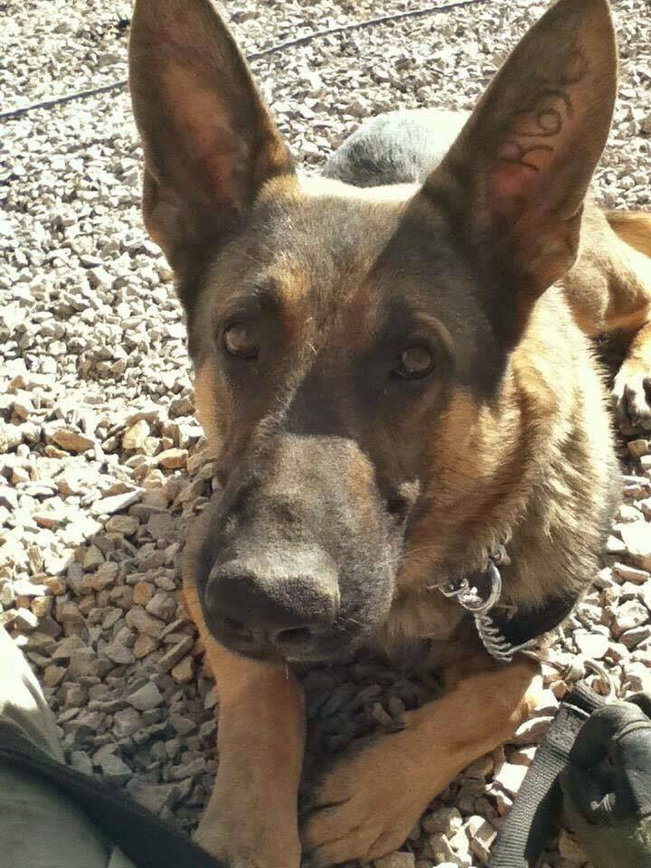 Bill Would Investigate Military Dog Adoption Controversy | News